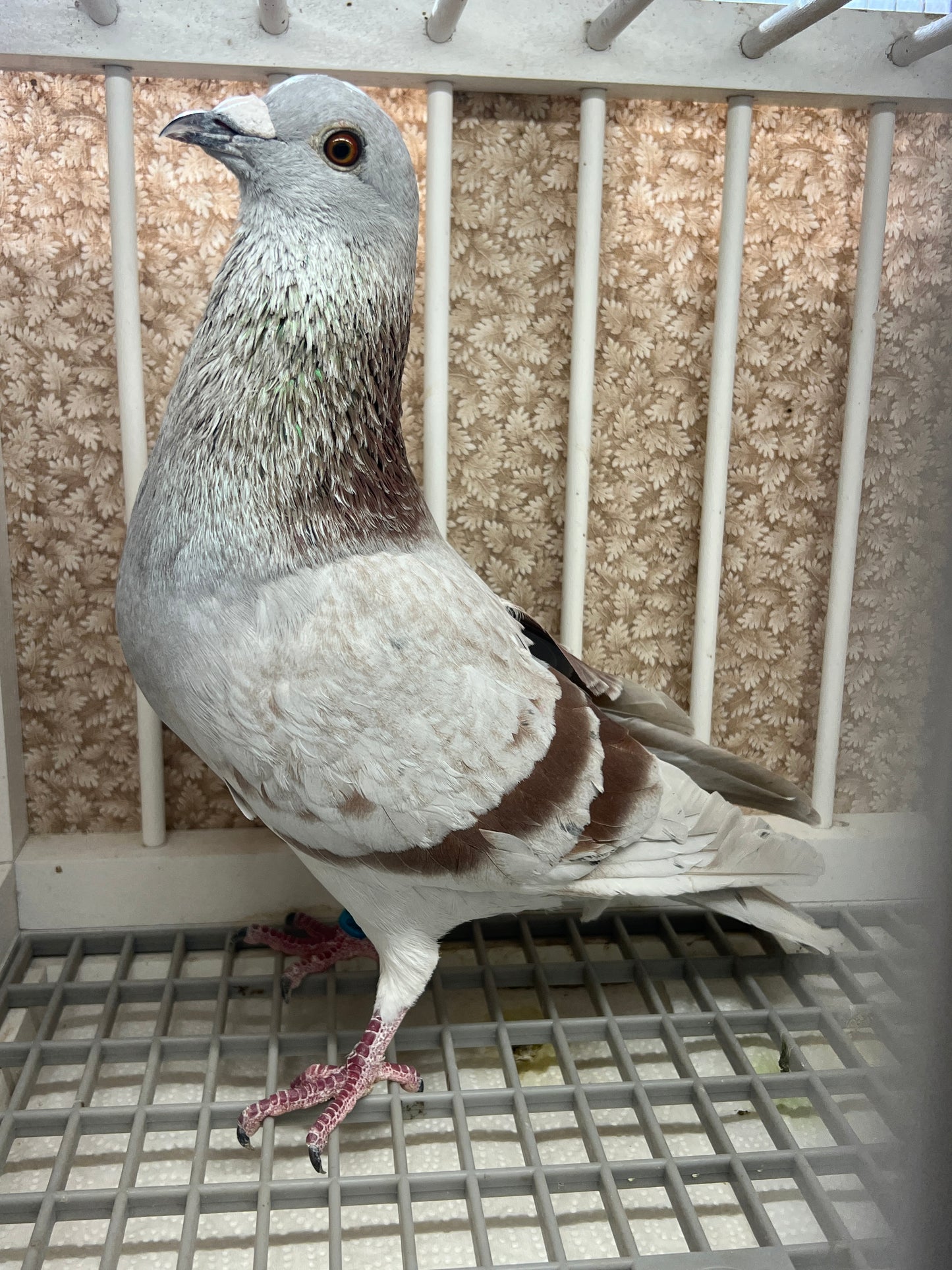 Racing Pigeon (GRPC 5424)