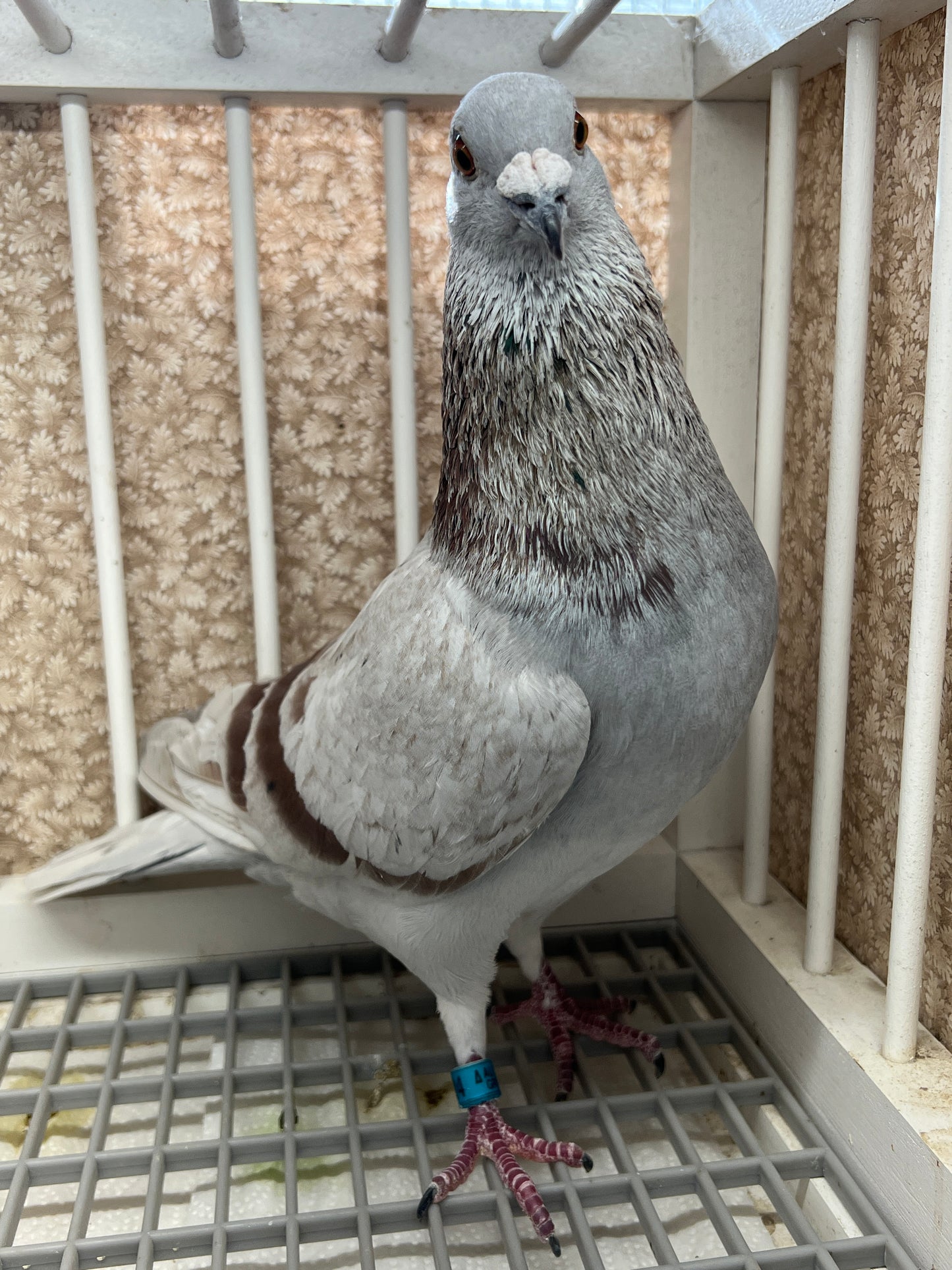Racing Pigeon (GRPC 5424)