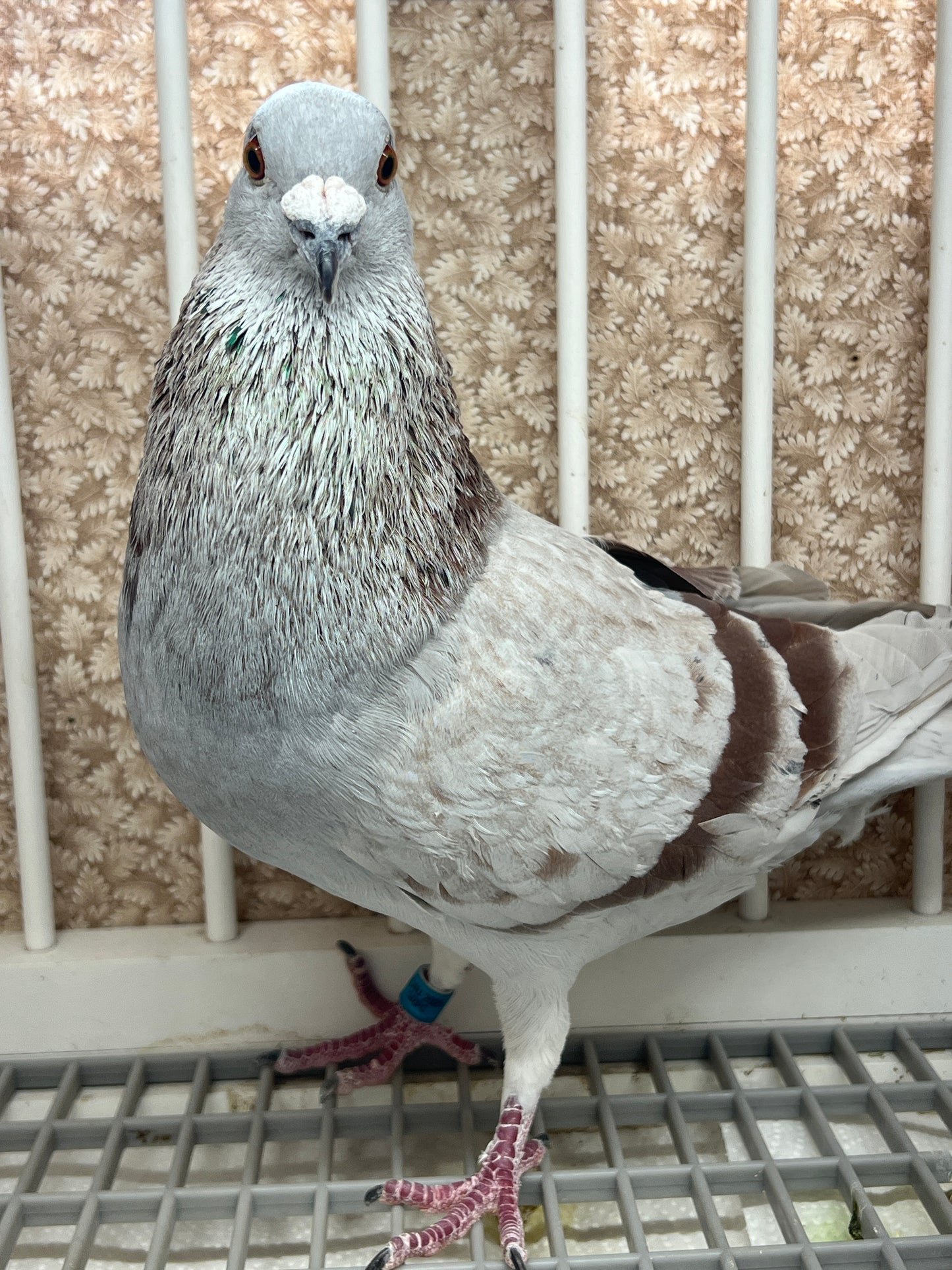 Racing Pigeon (GRPC 5424)