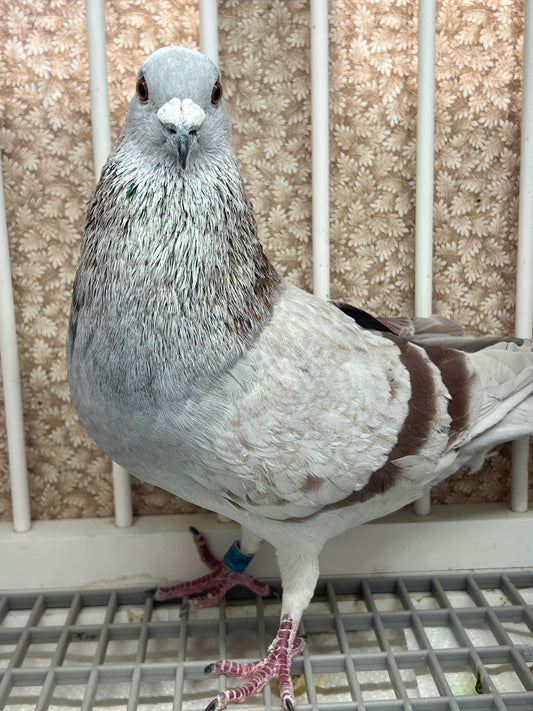 Racing Pigeon (GRPC 5424)
