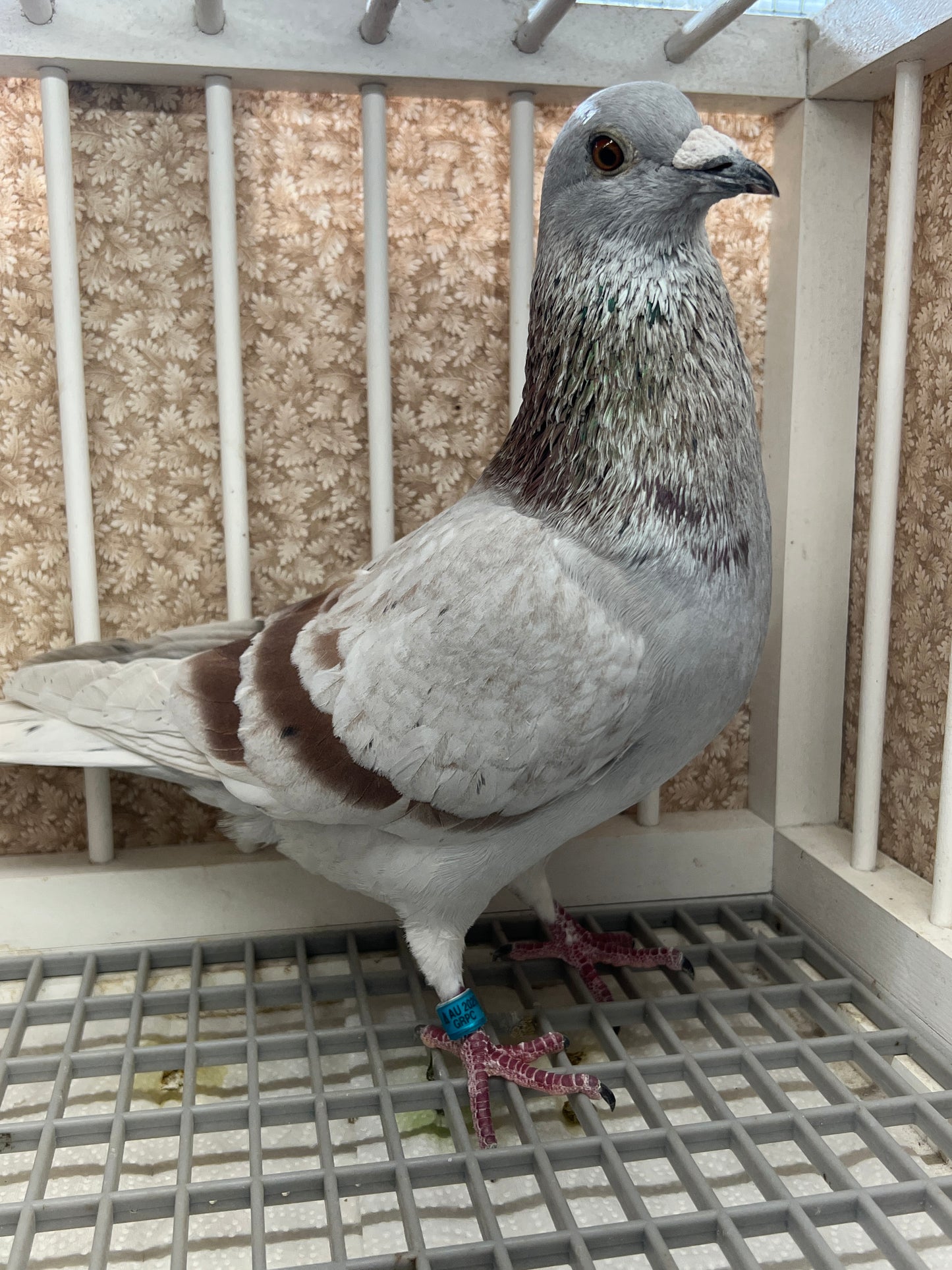 Racing Pigeon (GRPC 5424)