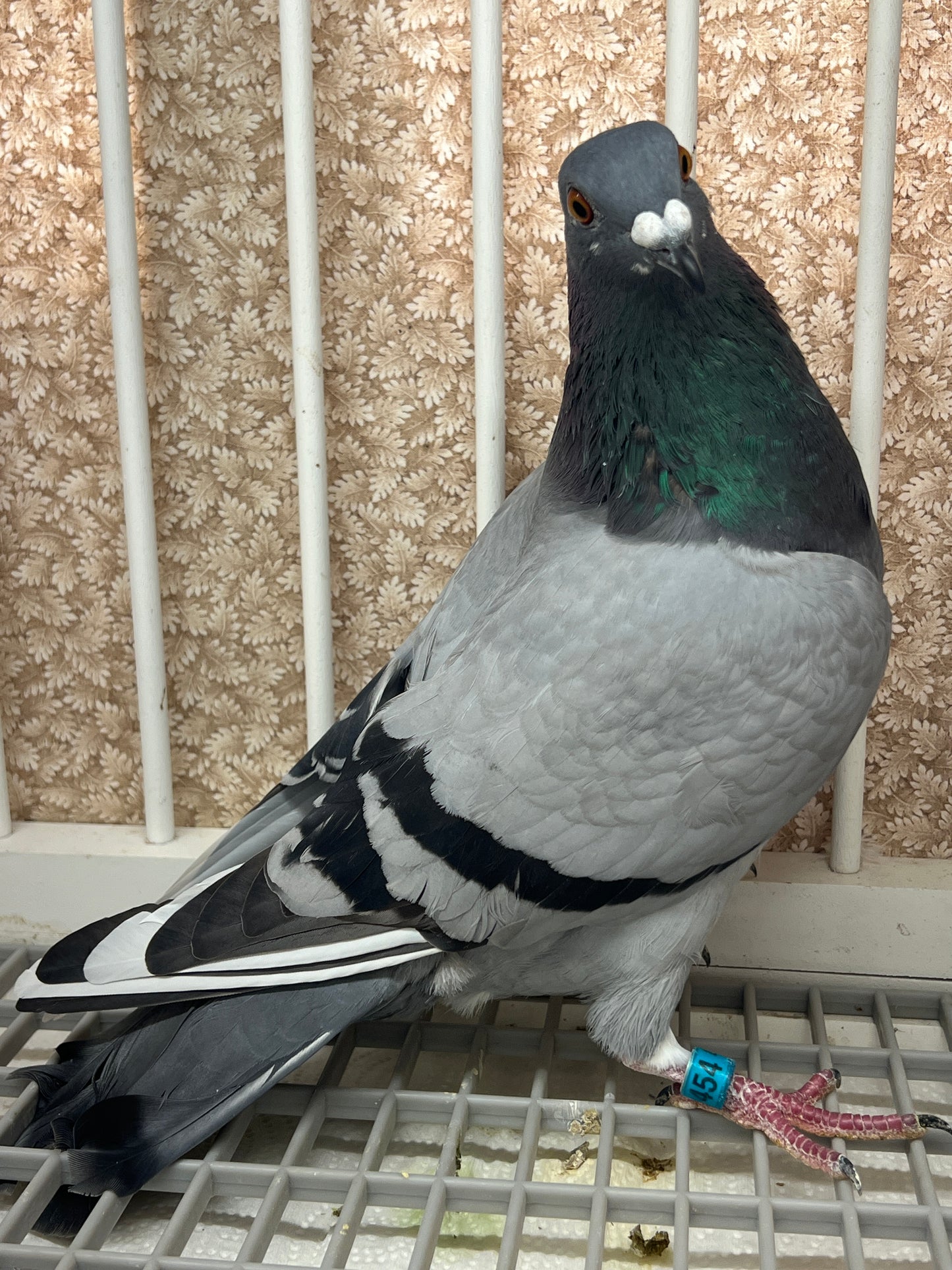 (Greek/Ludo)Racing Pigeon (RRL 454)
