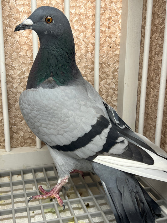 (Greek/Ludo)Racing Pigeon (RRL 454)