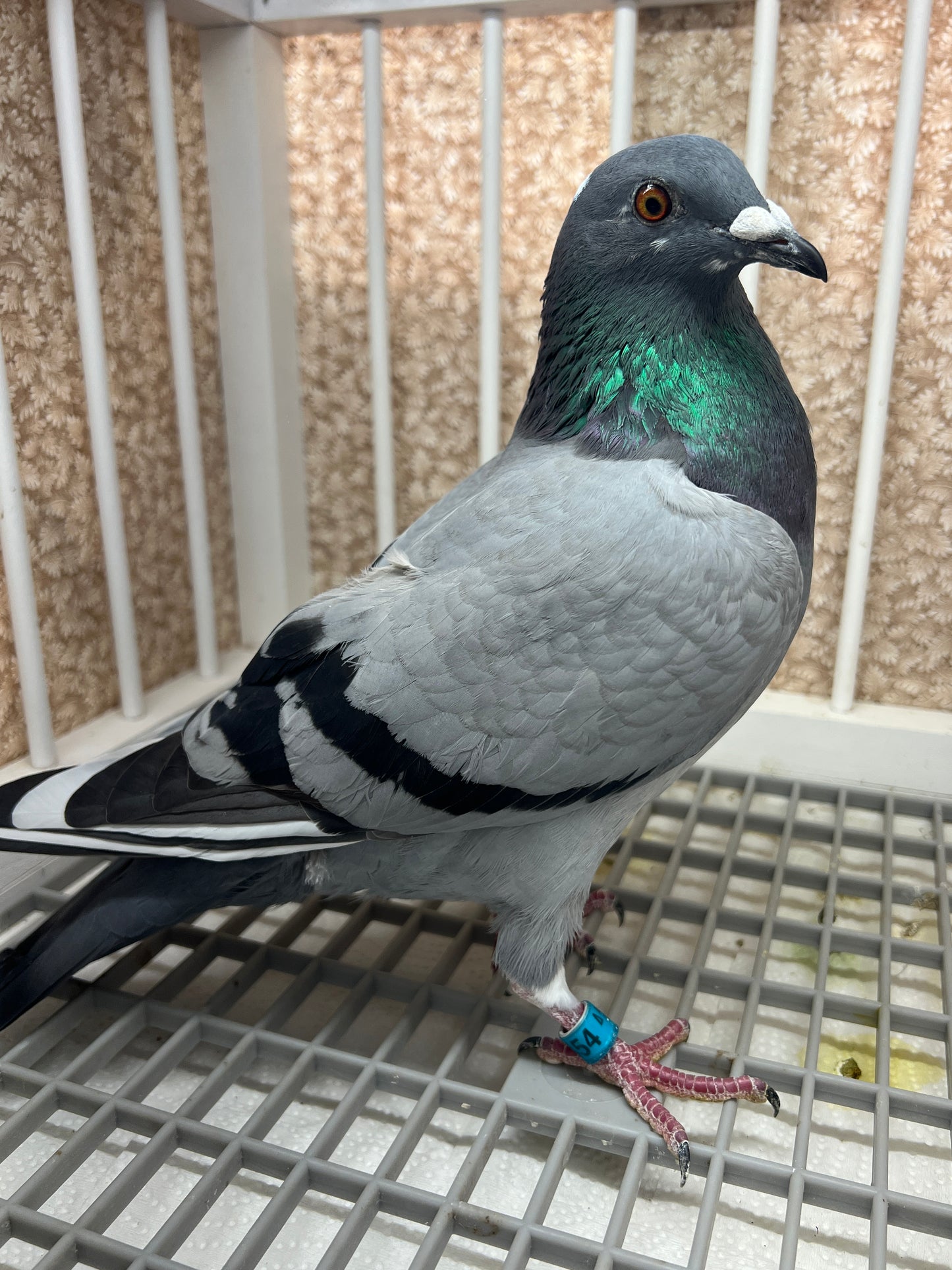 (Greek/Ludo)Racing Pigeon (RRL 454)