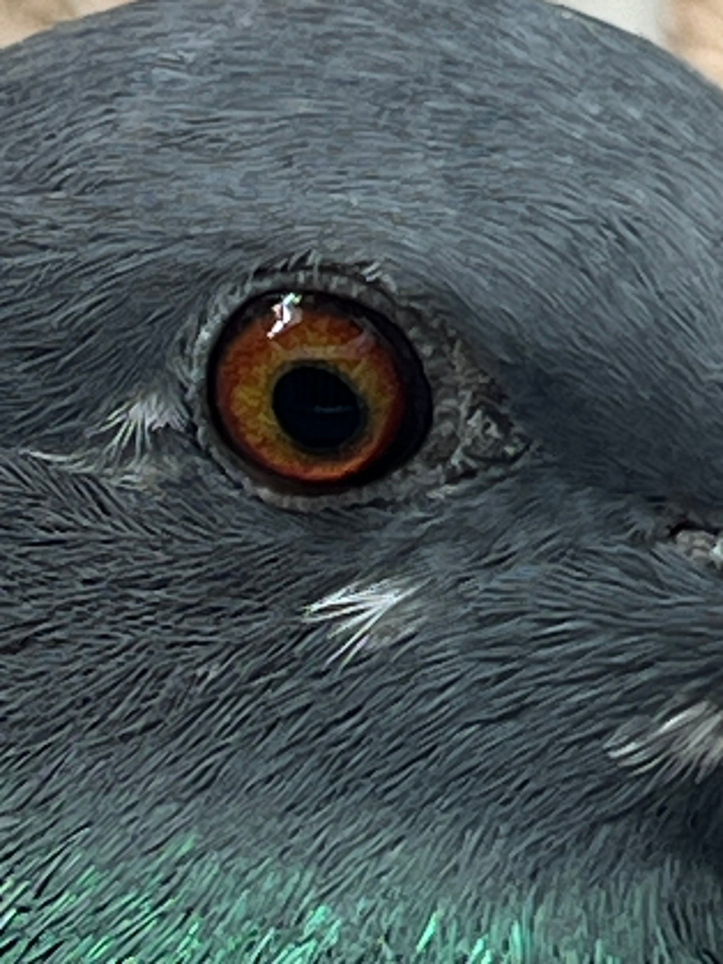 (Greek/Ludo)Racing Pigeon (RRL 454)