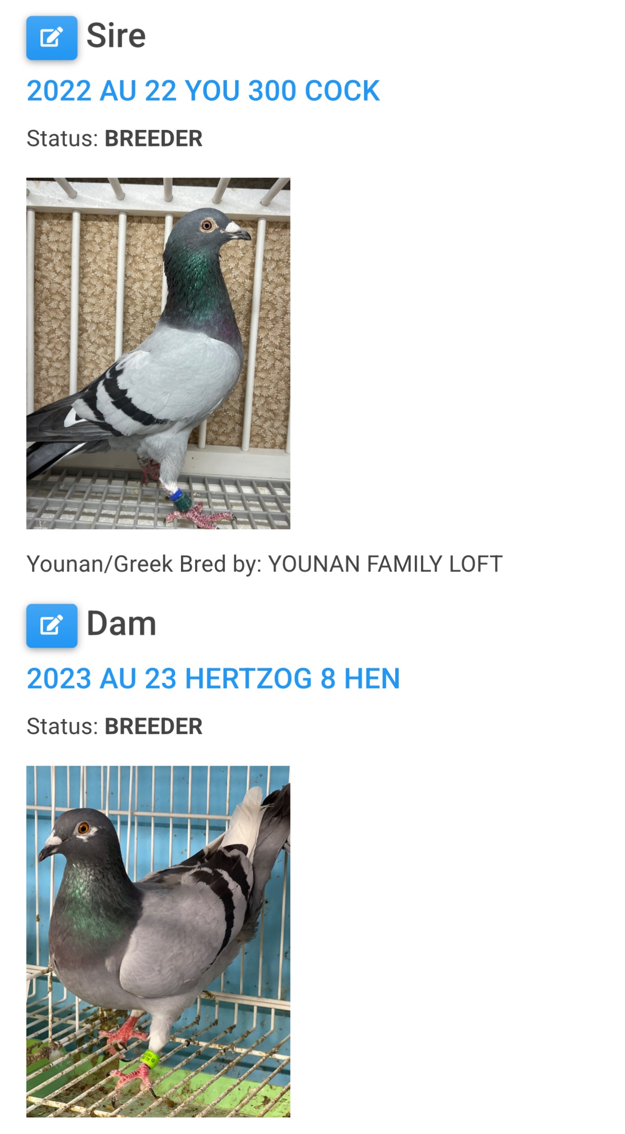 (Greek/Ludo)Racing Pigeon (RRL 454)