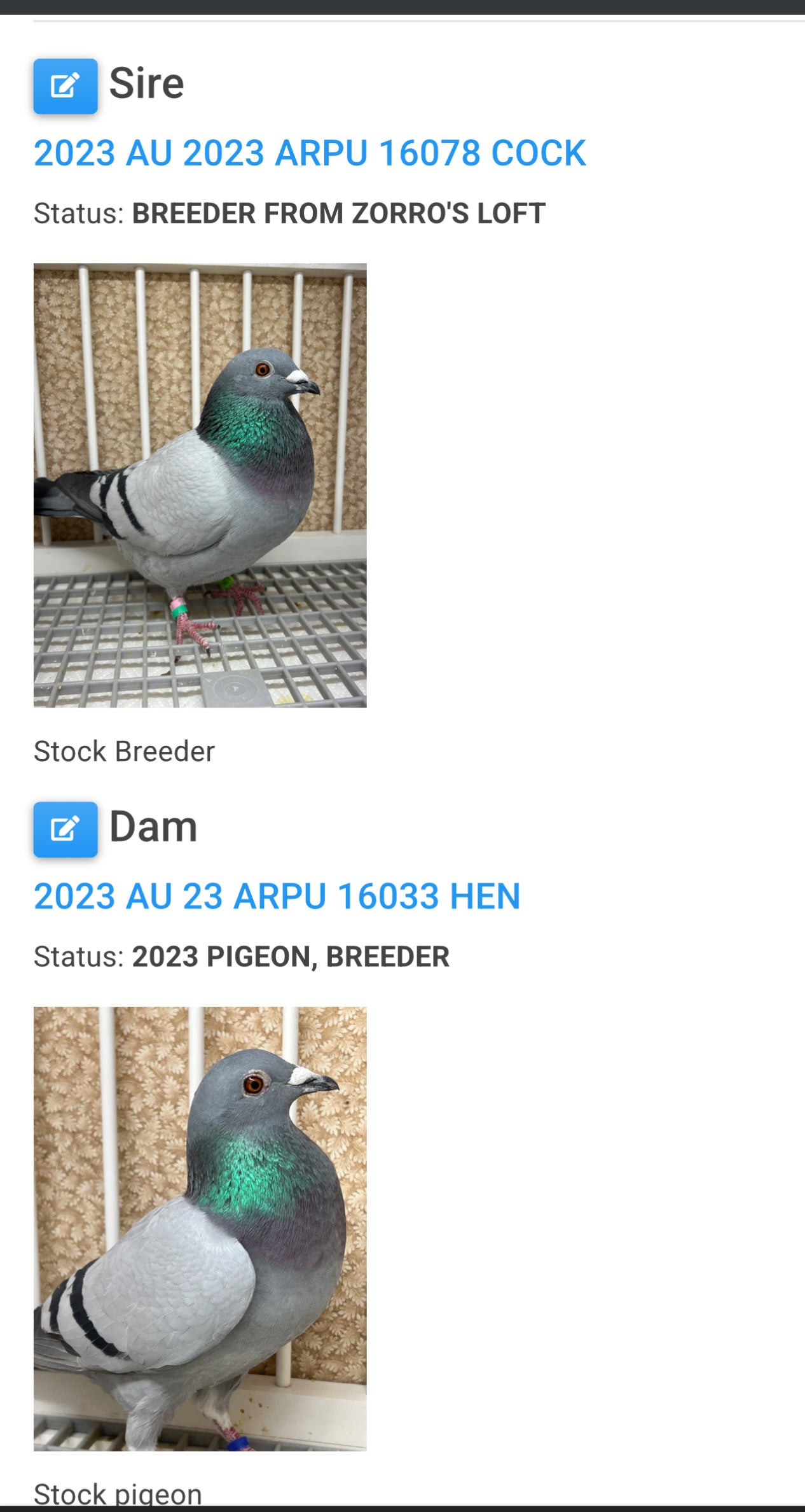 Racing Pigeon (RRL 486)(COCK)