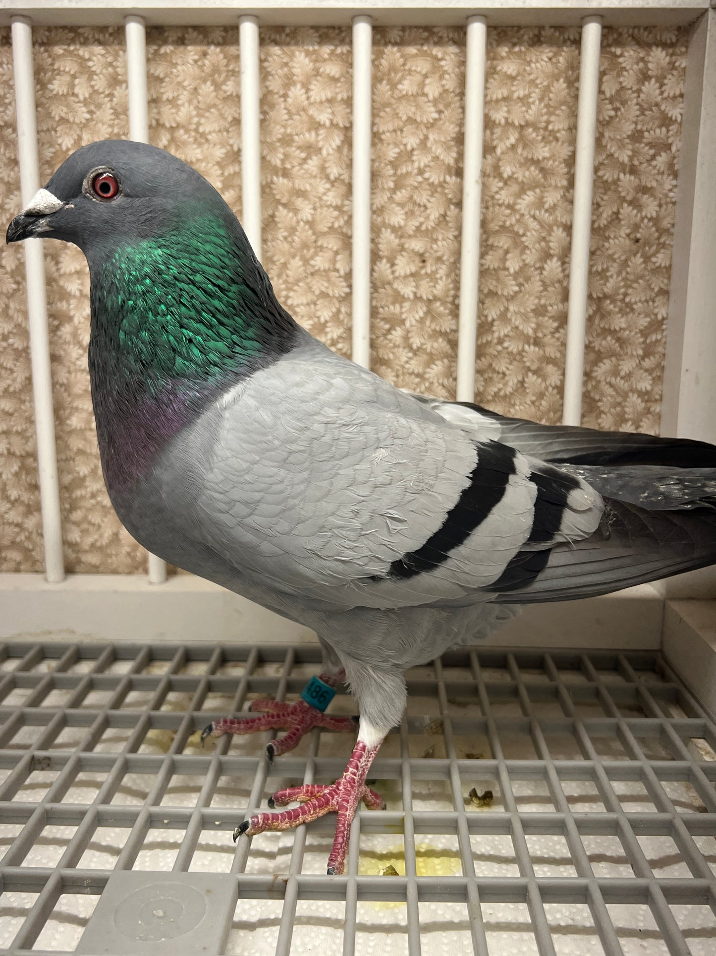 Racing Pigeon (RRL 486)(COCK)