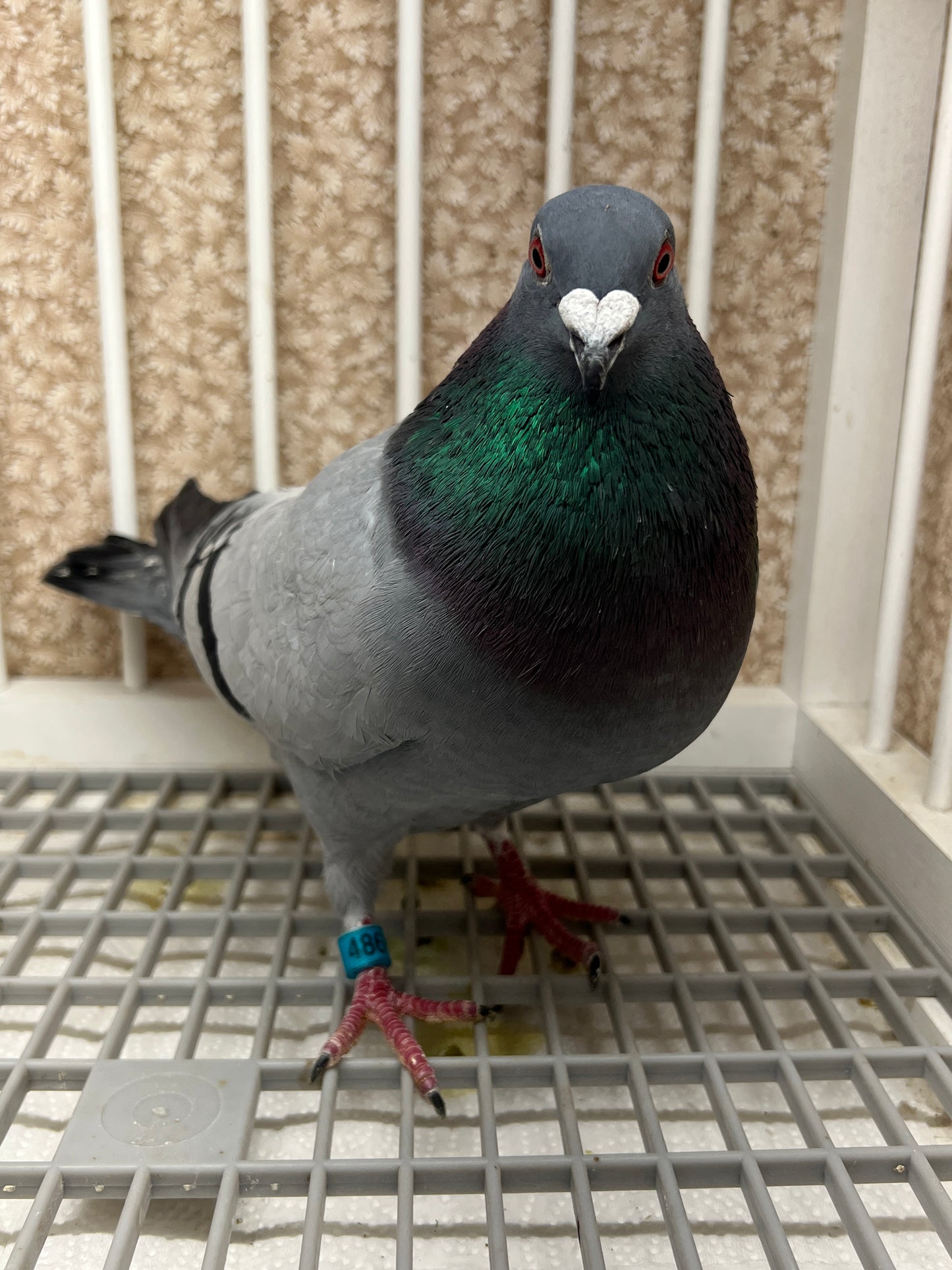 Racing Pigeon (RRL 486)(COCK)