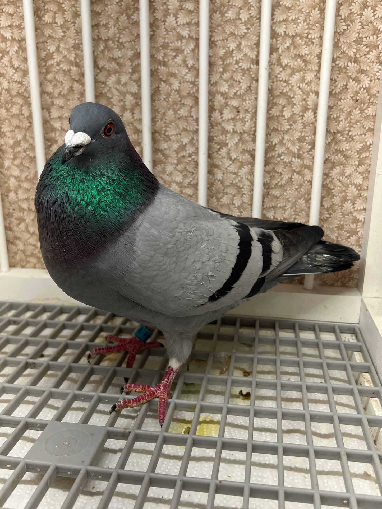 Racing Pigeon (RRL 486)(COCK)