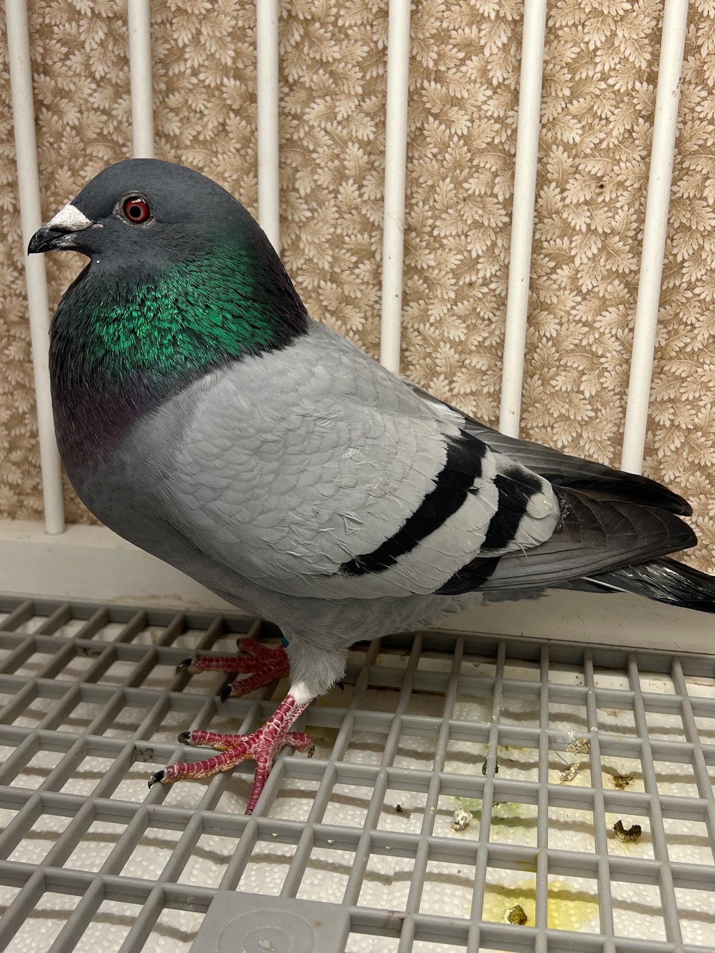 Racing Pigeon (RRL 486)(COCK)