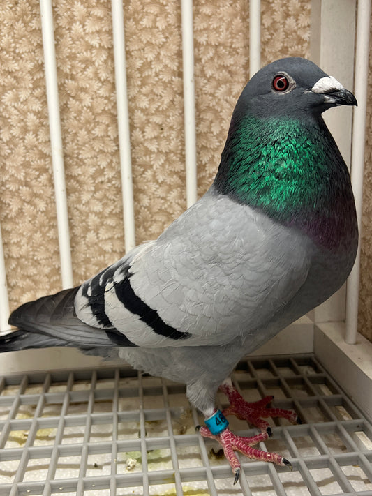 Racing Pigeon (RRL 486)(COCK)