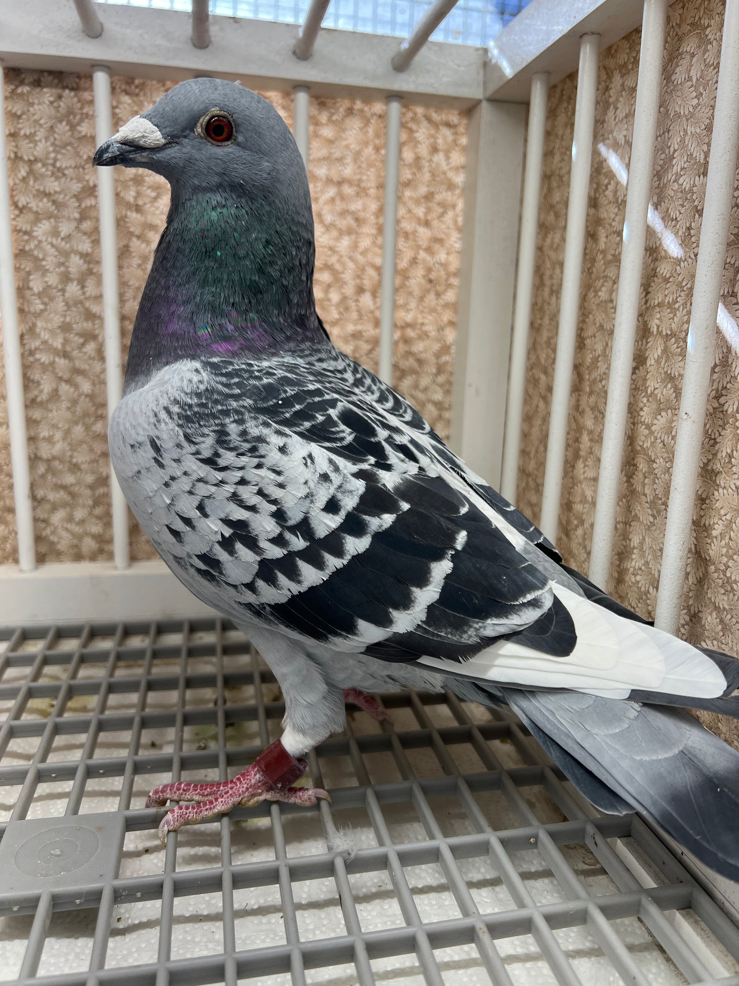 2025 “HVR” Huyskens-Van Riel (RRL 352)