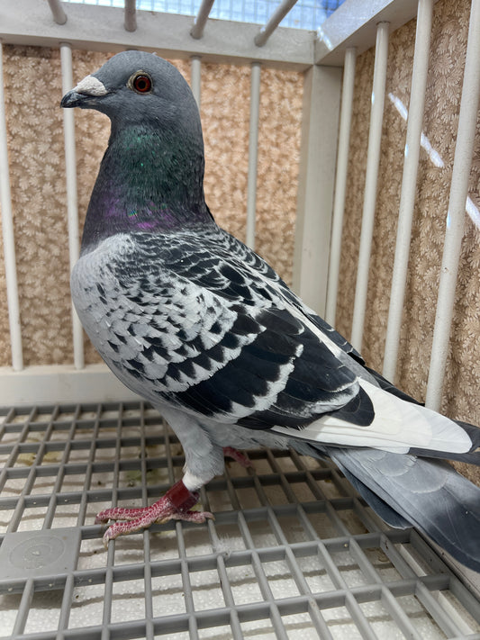 2025 “HVR” Huyskens-Van Riel (RRL 352)