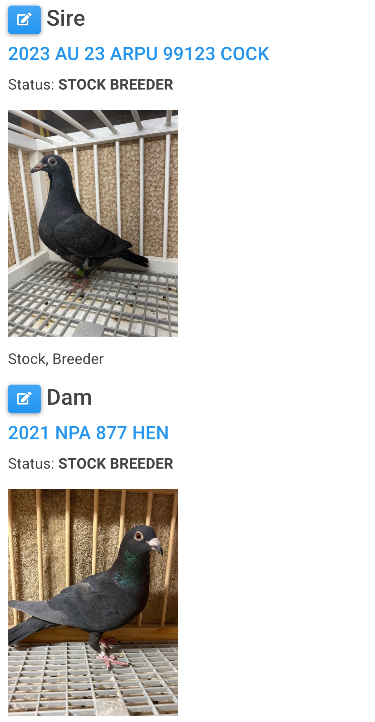 2025 Black Eagle Pigeon "GRPC 5618”