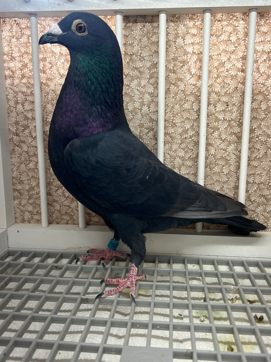 2025 Black Eagle Pigeon "GRPC 5618”