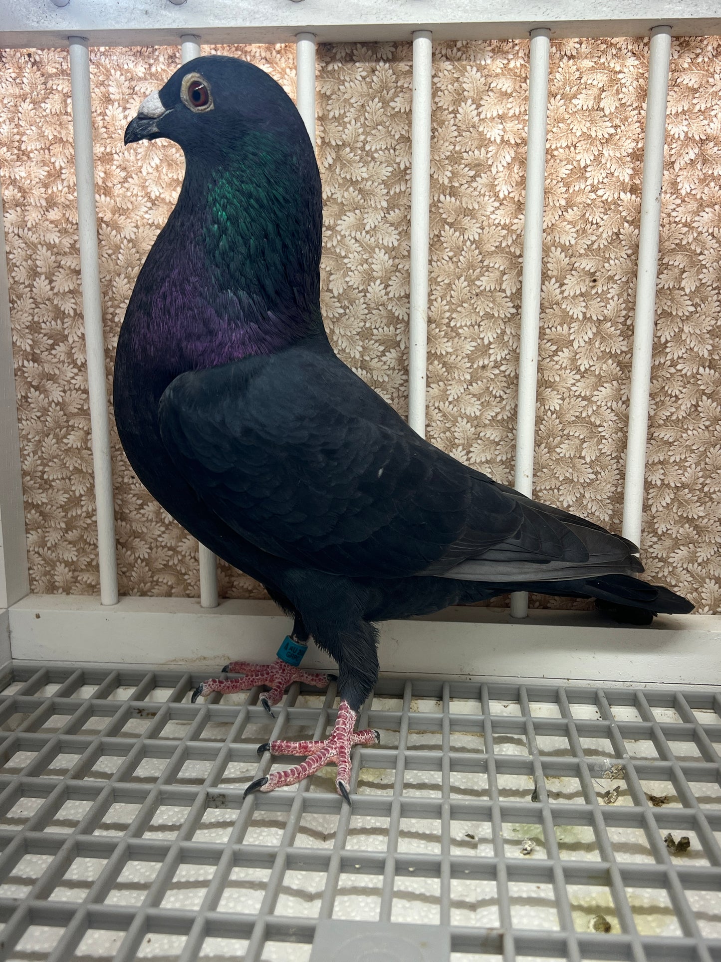 2025 Black Eagle Pigeon "GRPC 5618”
