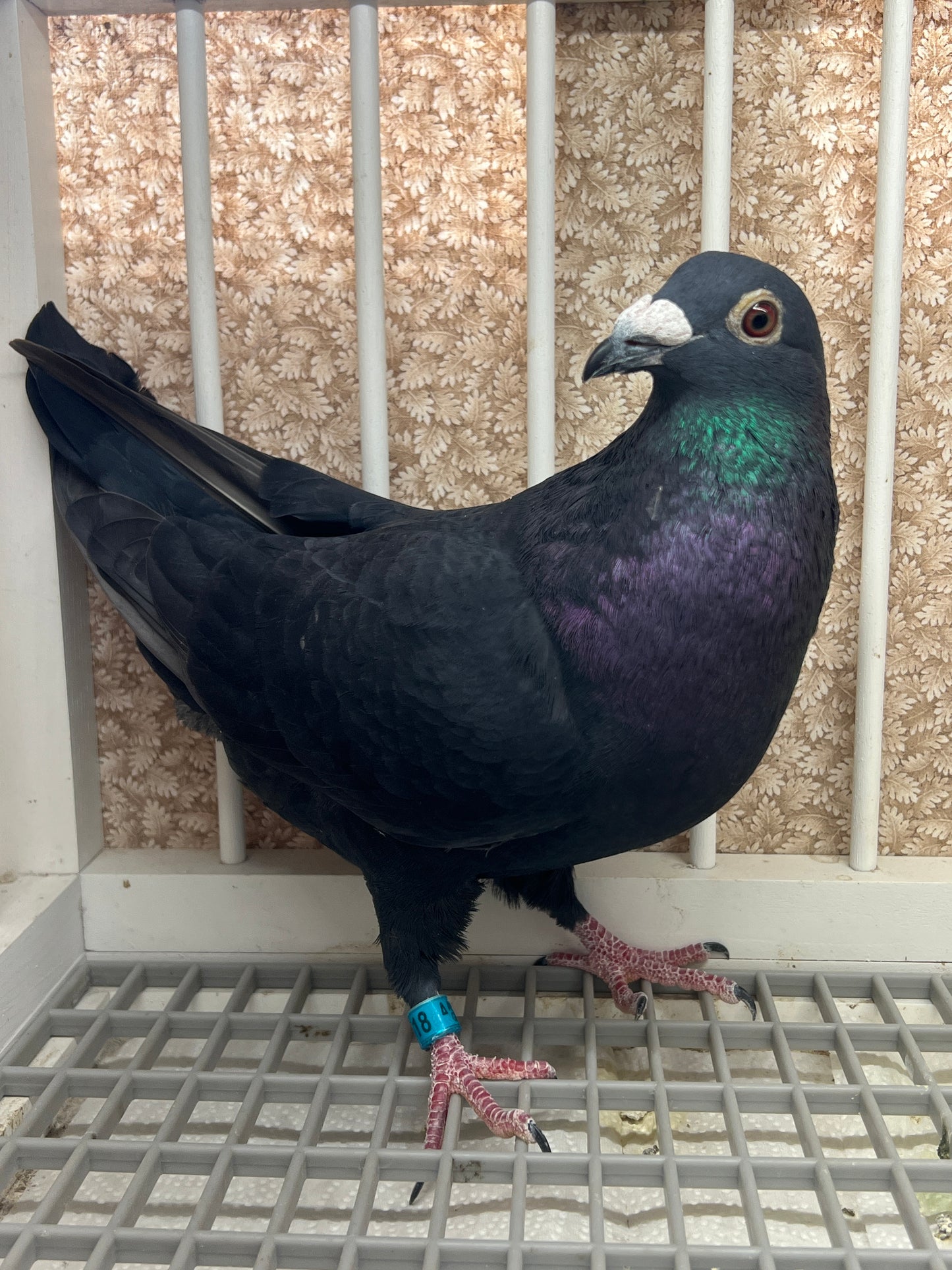 2025 Black Eagle Pigeon "GRPC 5618”