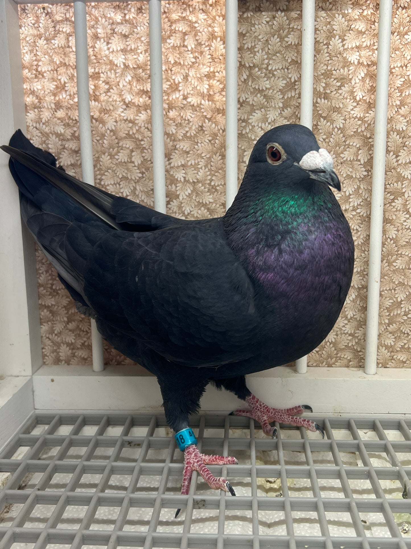 2025 Black Eagle Pigeon "GRPC 5618”