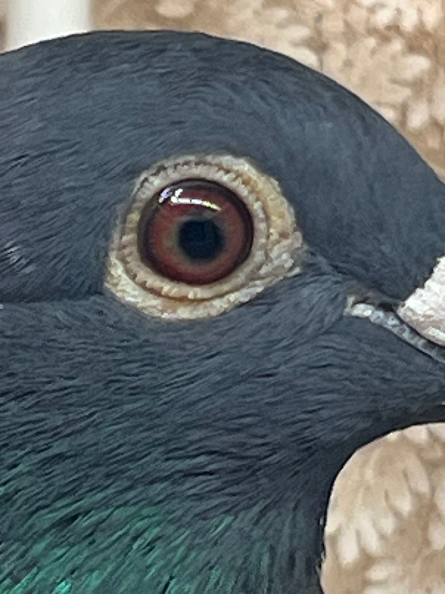 2025 Black Eagle Pigeon "GRPC 5618”