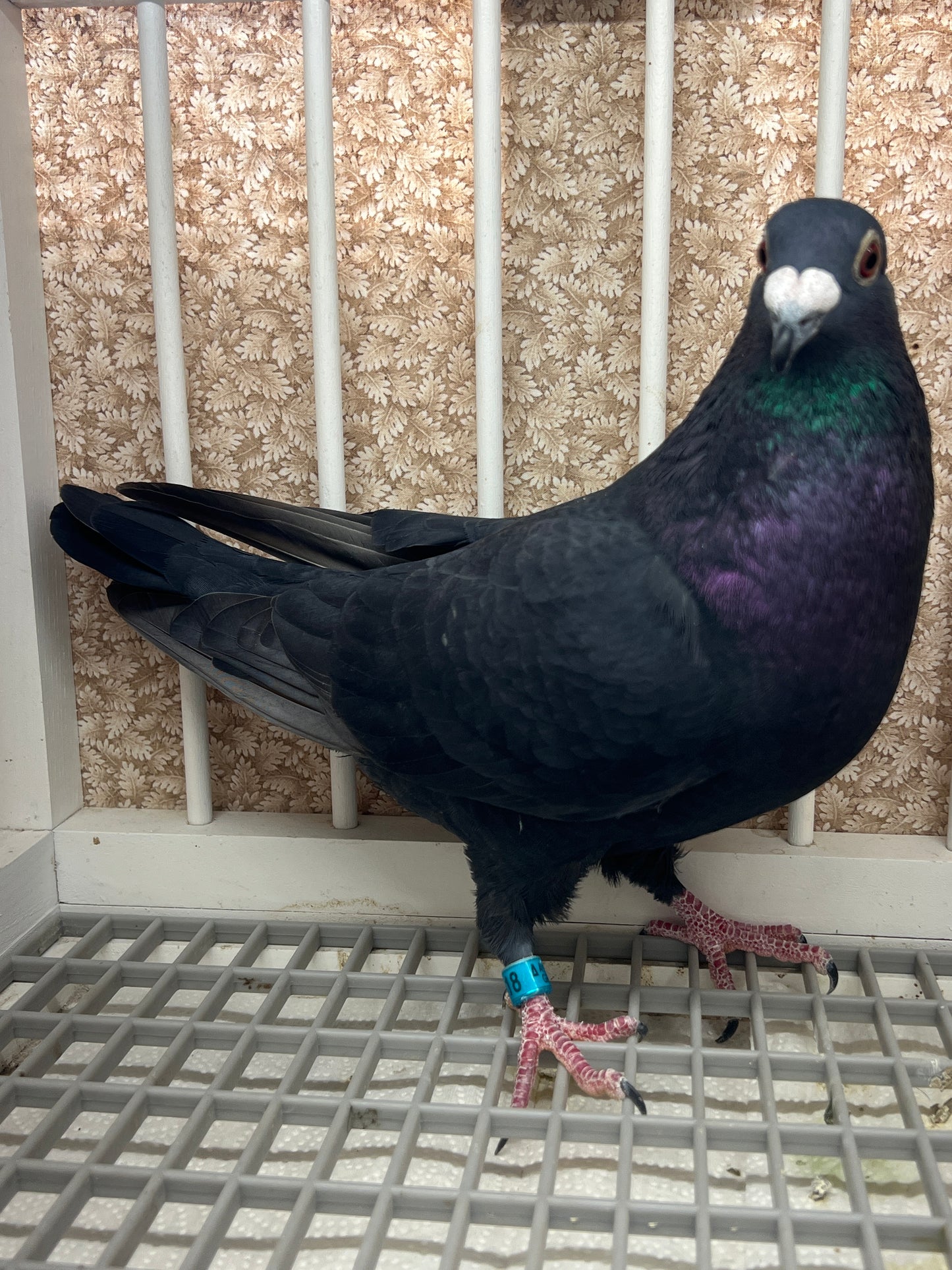 2025 Black Eagle Pigeon "GRPC 5618”