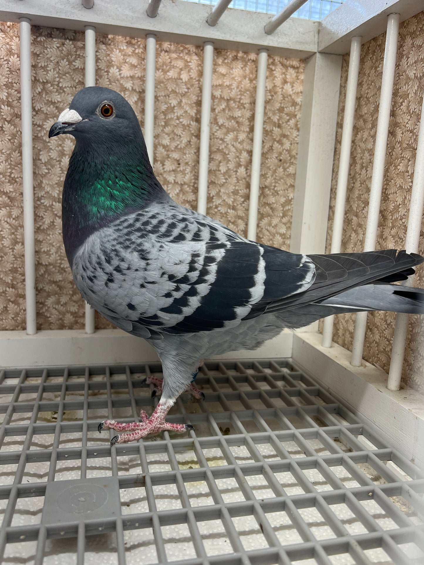 Racing Pigeon "GRPC 5427”