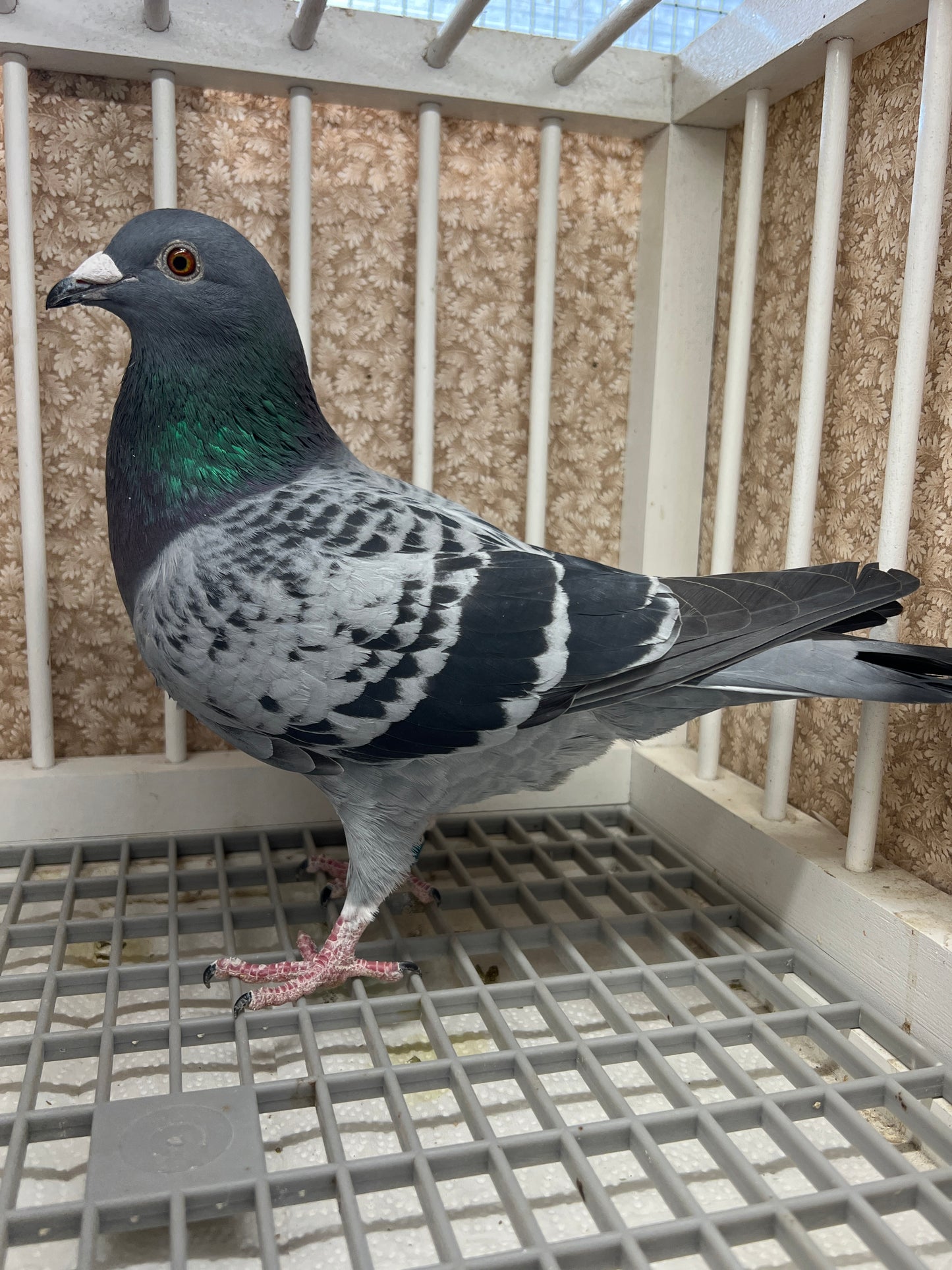 Racing Pigeon "GRPC 5427”