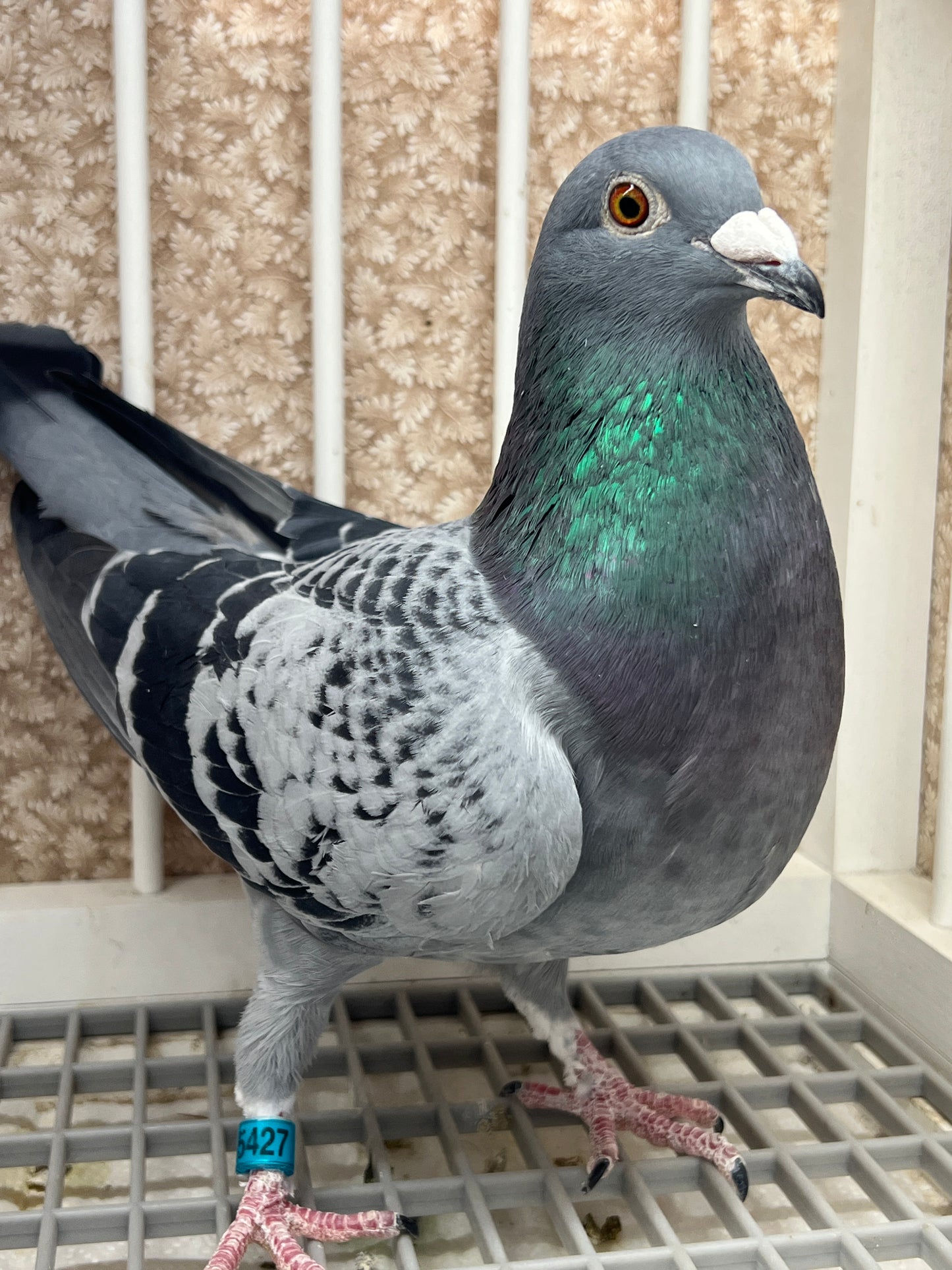 Racing Pigeon "GRPC 5427”