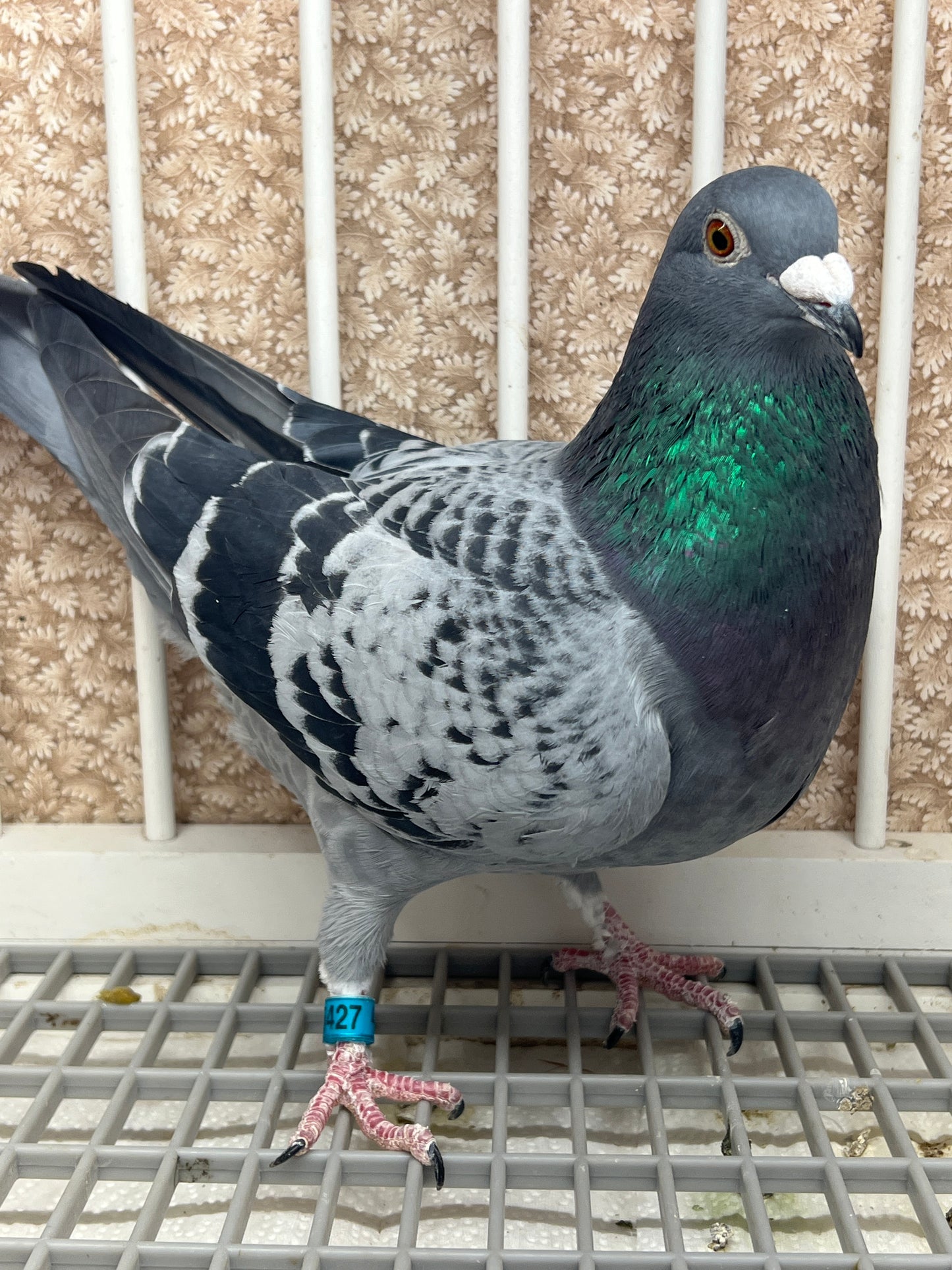 Racing Pigeon "GRPC 5427”
