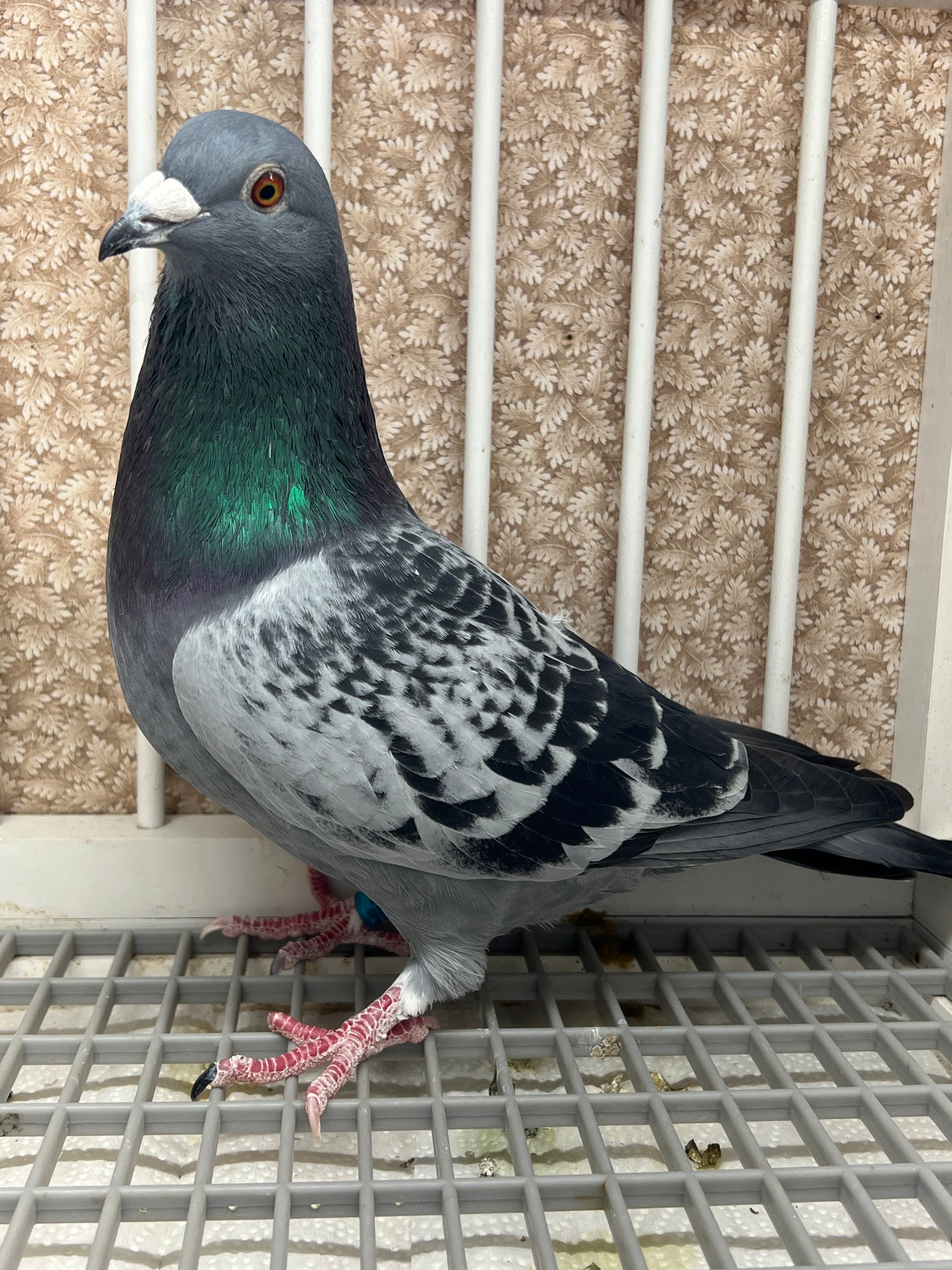 Racing Pigeon "GRPC 5490”