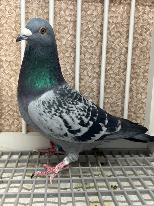 Racing Pigeon "GRPC 5490”