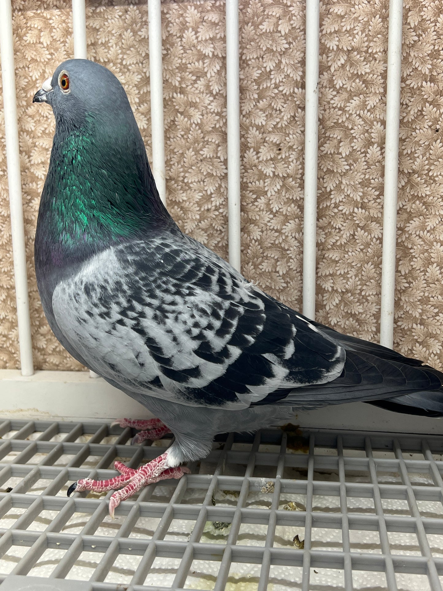 Racing Pigeon "GRPC 5490”