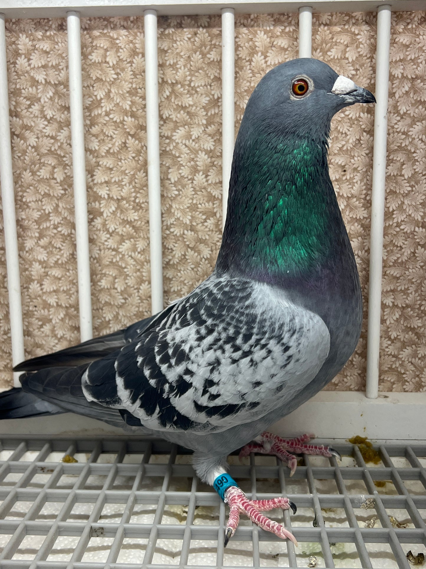 Racing Pigeon "GRPC 5490”
