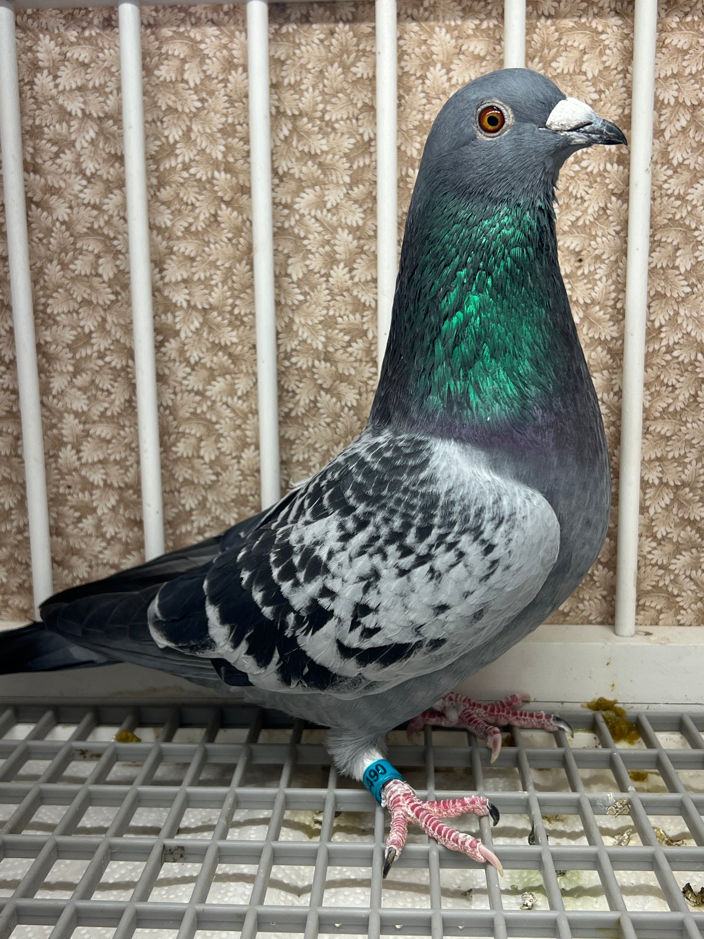Racing Pigeon "GRPC 5490”