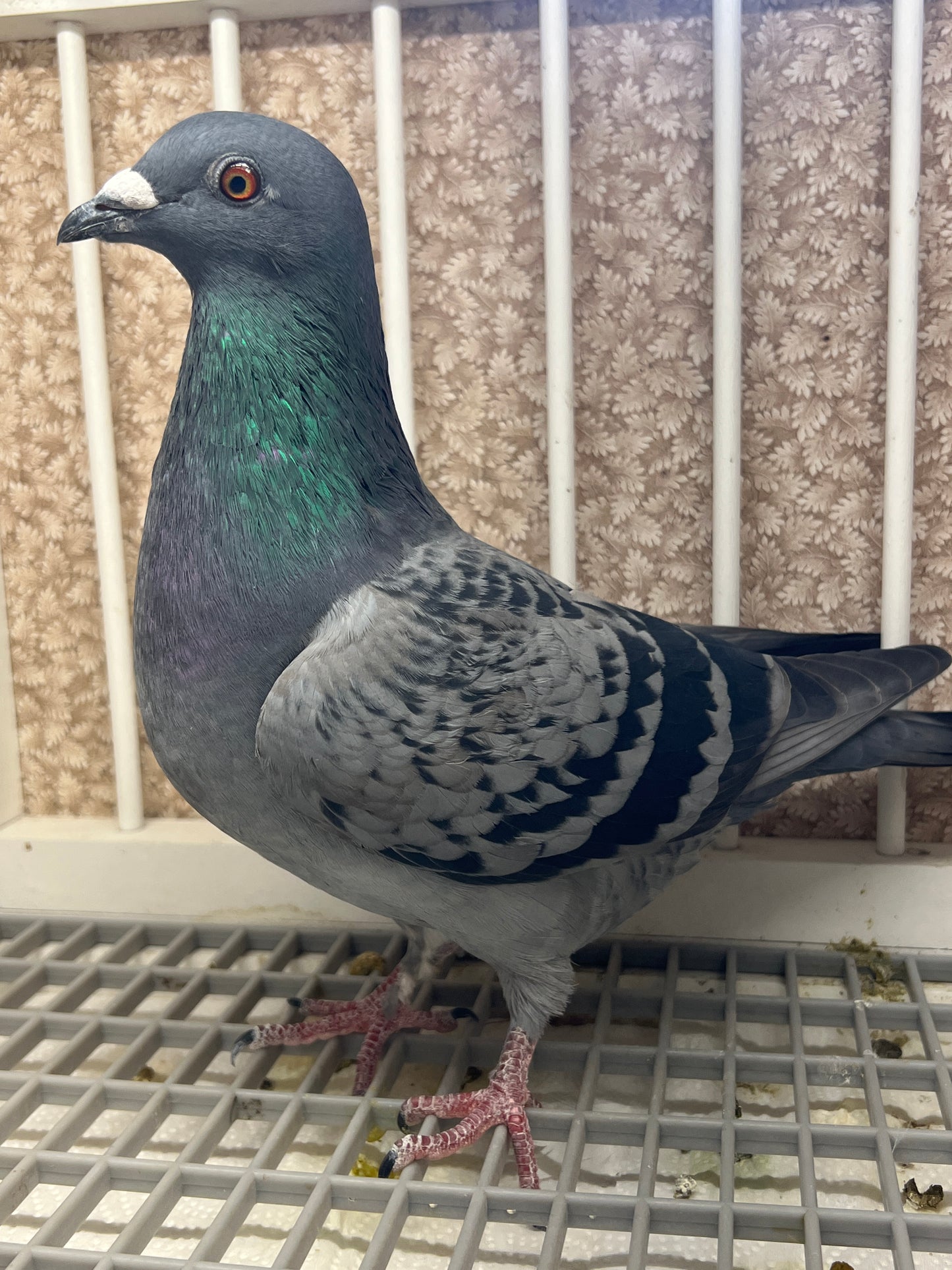 Racing Pigeon (2025 Houben 2)