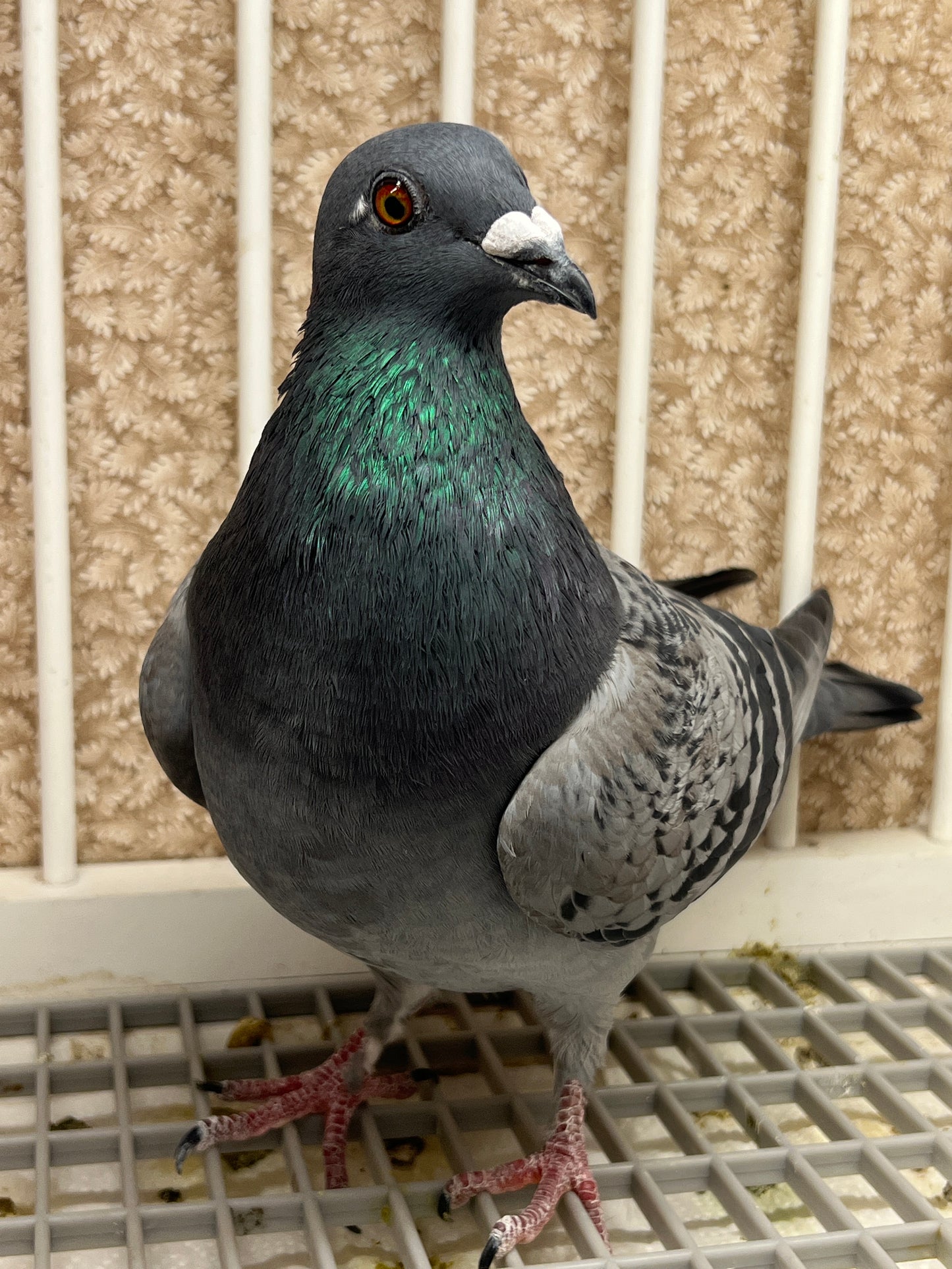 Racing Pigeon (2025 Houben 2)