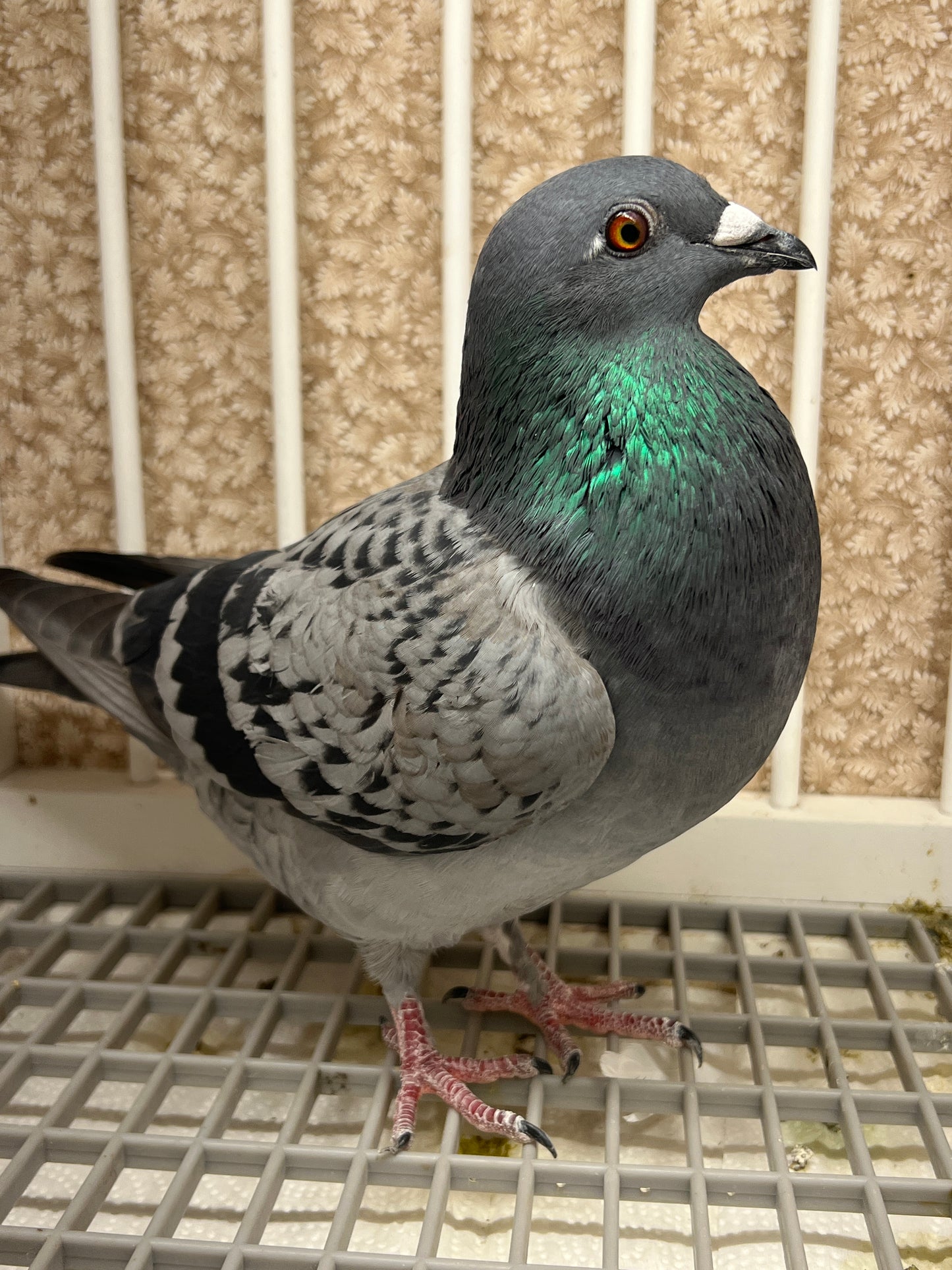 Racing Pigeon (2025 Houben 2)