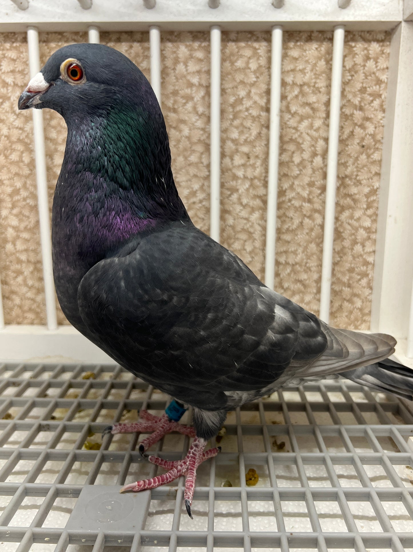 (Rubella) Racing Pigeon "GRPC 5626”