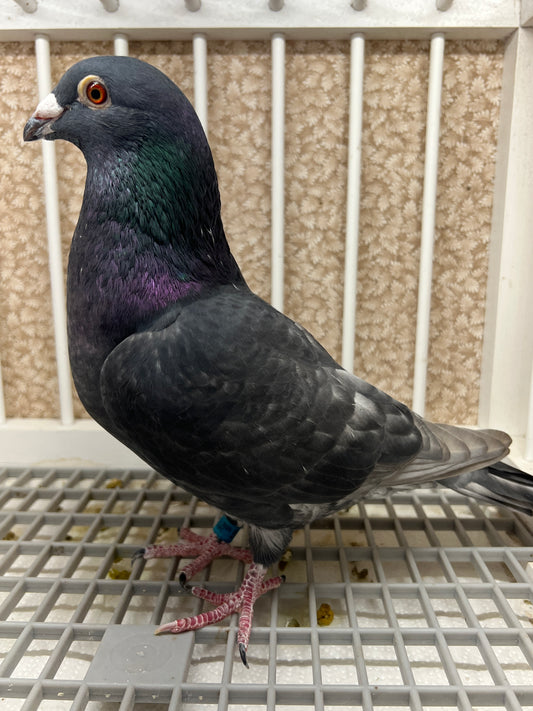 (Rubella) Racing Pigeon "GRPC 5626”