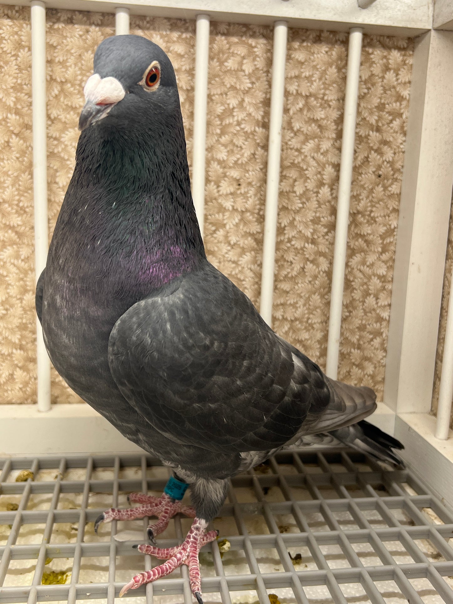 (Rubella) Racing Pigeon "GRPC 5626”