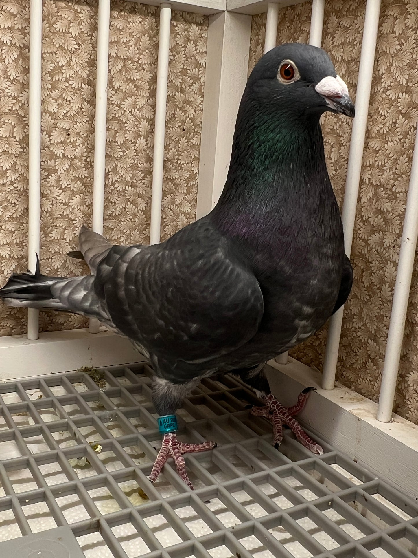 (Rubella) Racing Pigeon "GRPC 5626”