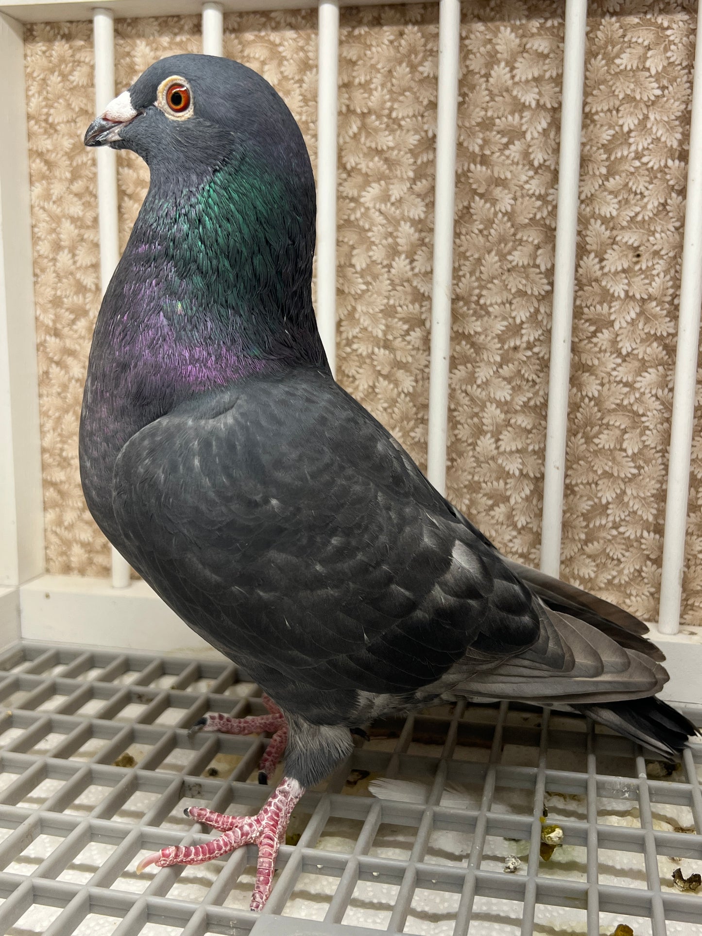 (Rubella) Racing Pigeon "GRPC 5626”