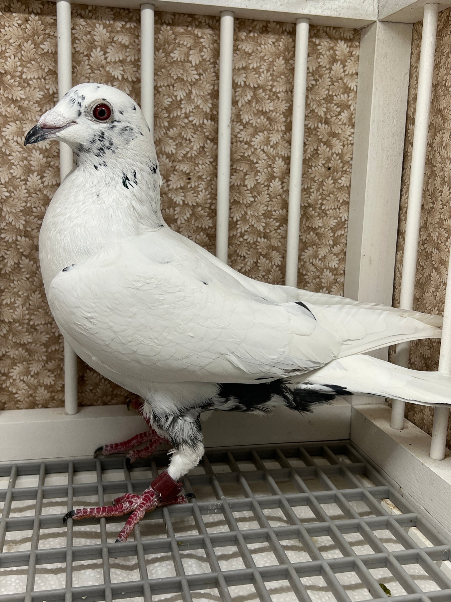 Racing Pigeon "RRL 333”