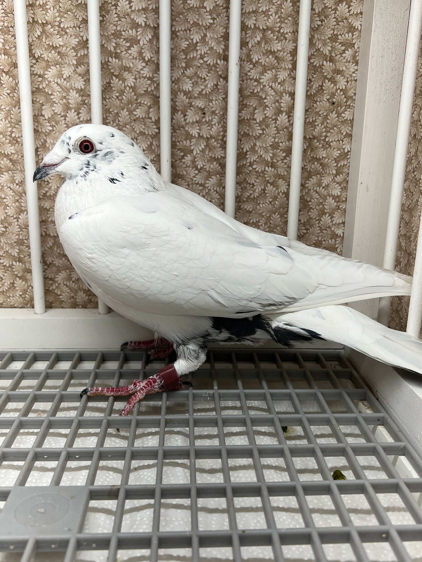 Racing Pigeon "RRL 333”