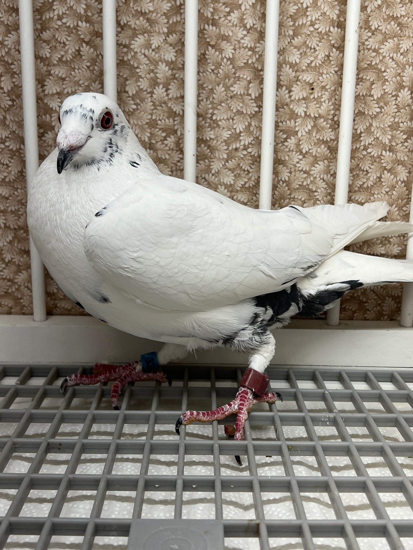 Racing Pigeon "RRL 333”