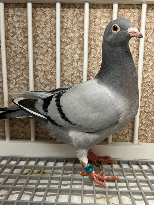 Racing Pigeon “GRPC 5696”
