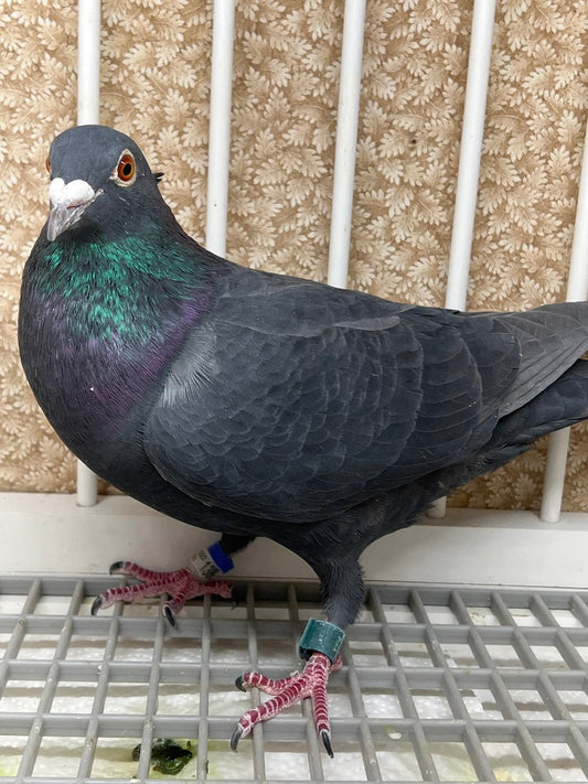 Racing Pigeon “AU 13869”
