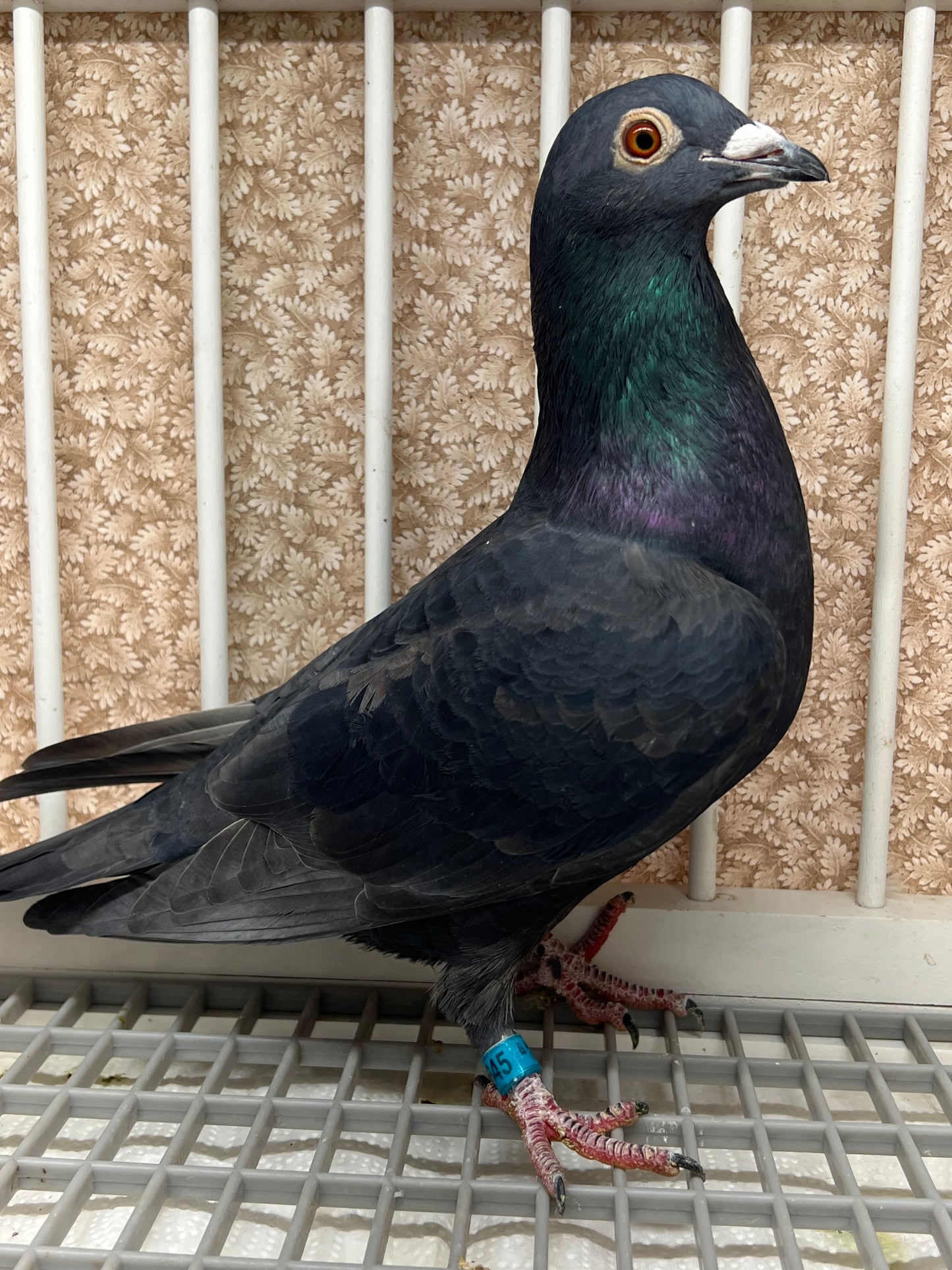 2025 Black Eagle Pigeon "GRPC 5645”