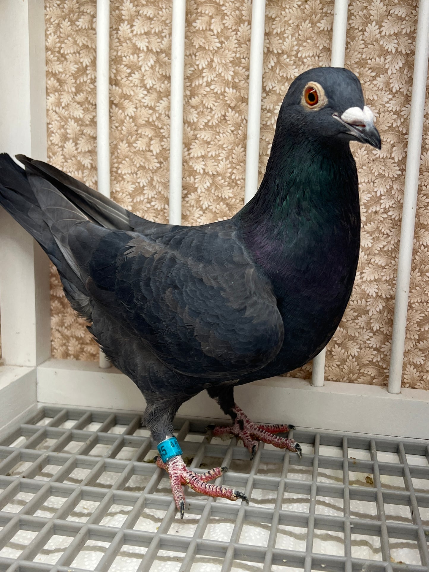 2025 Black Eagle Pigeon "GRPC 5645”