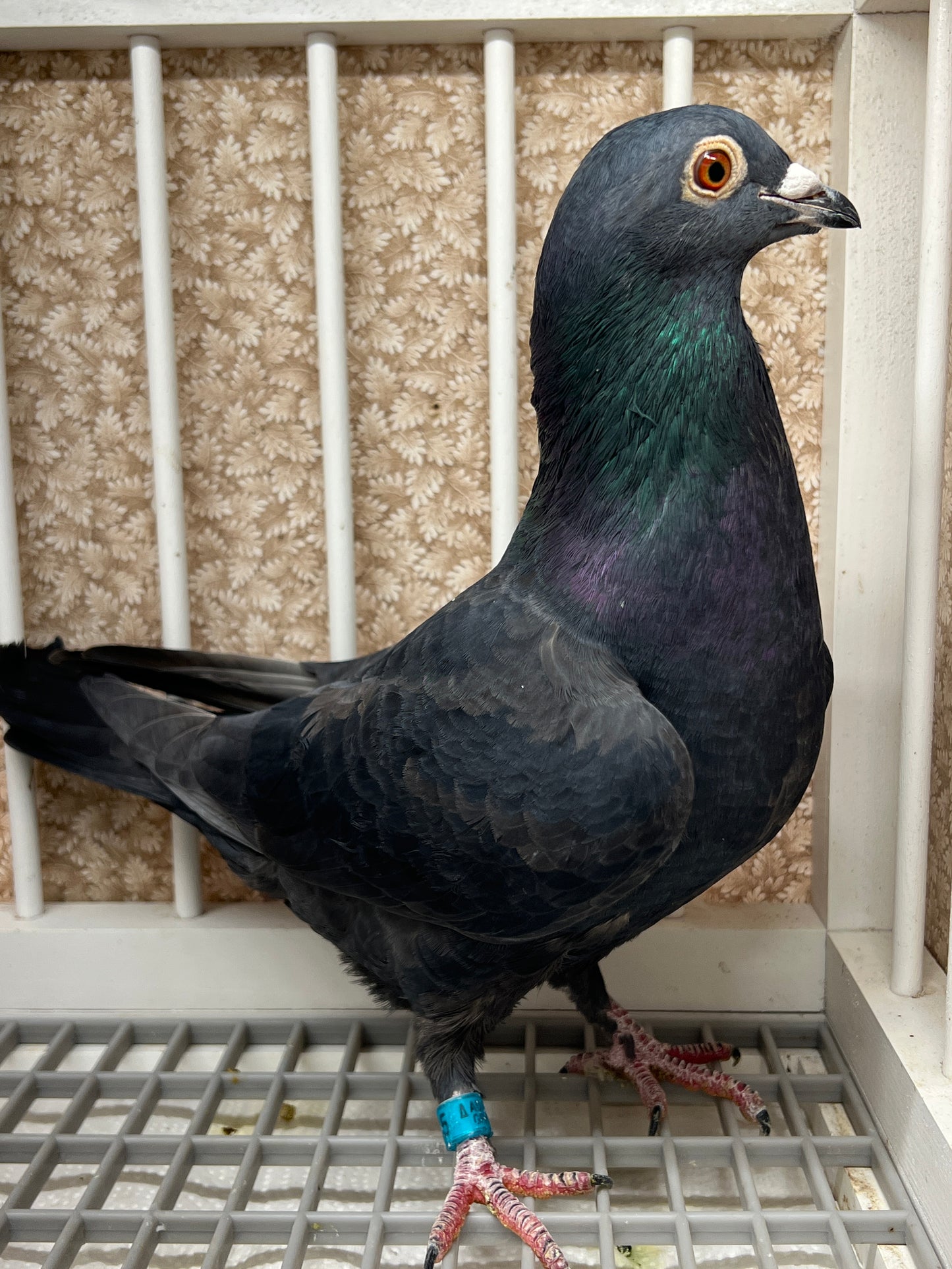 2025 Black Eagle Pigeon "GRPC 5645”